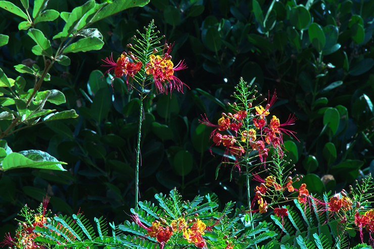 okinawa report photo-5